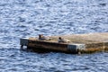 Common mergansers resting on a dock floating in a lake. Royalty Free Stock Photo