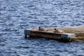 Common mergansers resting on a dock floating in a lake. Royalty Free Stock Photo