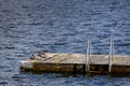 Common mergansers resting on a dock floating in a lake. Royalty Free Stock Photo