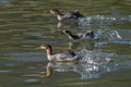 Common Mergansers swimming on the water going after fish