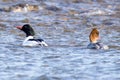 Common mergansers in the winter river Royalty Free Stock Photo