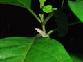 common Mexican tree frog (Smilisca baudinii)