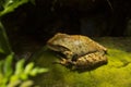 The Common Mexican tree frog Smilisca baudinii.