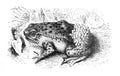 Common midwife toad Alytes obstetricans - Antique engraved illustration from Brockhaus Konversations-Lexikon 1908