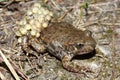 The common midwife toad (Alytes obstetricans) male with a clutch of eggs around his legs Royalty Free Stock Photo