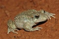 Common midwife toad (Alytes obstetricans) Royalty Free Stock Photo