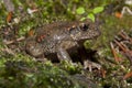 Common midwife toad Alytes obstetricans resting in profile