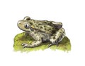 Common Midwife Toad