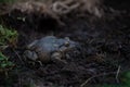 Common midwife toad in nature Royalty Free Stock Photo