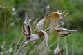 Common Milk weed (Asclepias syriaca Royalty Free Stock Photo