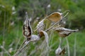 Common Milk weed (Asclepias syriaca Royalty Free Stock Photo