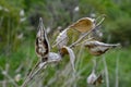 Common Milk weed (Asclepias syriaca Royalty Free Stock Photo