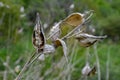 Common Milk weed (Asclepias syriaca Royalty Free Stock Photo