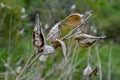 Common Milk weed (Asclepias syriaca Royalty Free Stock Photo