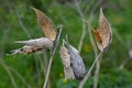 Common Milk weed (Asclepias syriaca Royalty Free Stock Photo