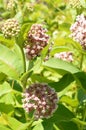 Common Milk Weed Plant Royalty Free Stock Photo