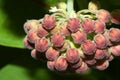 Common Milkweed