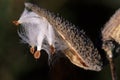 Common Milkweed 25543 Royalty Free Stock Photo