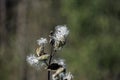 Common milkweed against bokeh background Royalty Free Stock Photo