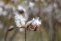 Common Milkweed, Asclepias syriaca. Butterfly flower or silkweed follicle with flying dry seeds in early autumn. Seasonal fall Royalty Free Stock Photo