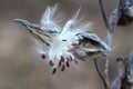 Common Milkweed (Asclepias syriaca) closeup Royalty Free Stock Photo