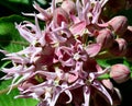 Common Milkweed - Asclepias Syriaca Royalty Free Stock Photo