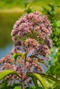 Common Milkweed, Asclepias syriaca Royalty Free Stock Photo