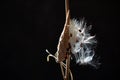 Common Milkweed Asclepias syriaca pod whith seeds Royalty Free Stock Photo