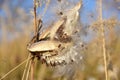 Common milkweed (Asclepias syriaca) pods and seeds with fibers. Royalty Free Stock Photo