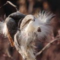 Common milkweed Asclepias syriaca seed pods with silk Royalty Free Stock Photo