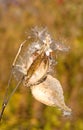 Common milkweed Autumn color Royalty Free Stock Photo