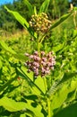 Common Milkweed (Asclepias syriaca