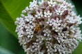 Common Milkweed Blossom with Polinator Asclepias syriaca Royalty Free Stock Photo