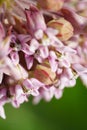 Common milkweed closeup Royalty Free Stock Photo