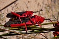 Common milkweed locust Royalty Free Stock Photo