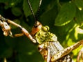 Common Milkweed Locust Royalty Free Stock Photo