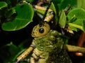 Common Milkweed Locust Royalty Free Stock Photo