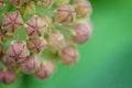 Common milkweed Royalty Free Stock Photo