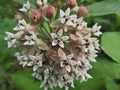 Common milkweed (Asclepias syriaca) flower with some ants.