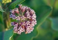 Common milkweed plant Royalty Free Stock Photo