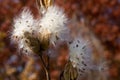 Dried Milkweed Pods Bursting in Autumn Breeze Royalty Free Stock Photo