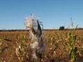 Common Milkweed Seedpod Burst Open in Cornfield