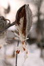 Common Milkweed Seeds Dispersing from Seed Pod in Winter (Asclepias syriaca)