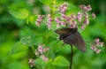 Common Milkweed and Spicebush Swallowtail Butterfly Royalty Free Stock Photo