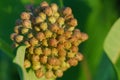 Common milkweed Royalty Free Stock Photo
