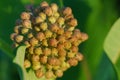 Common milkweed