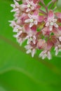 Common milkweed