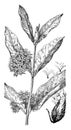 Common Milkweed vintage illustration