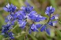 Common Milkwort Royalty Free Stock Photo