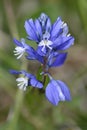 Common Milkwort Royalty Free Stock Photo